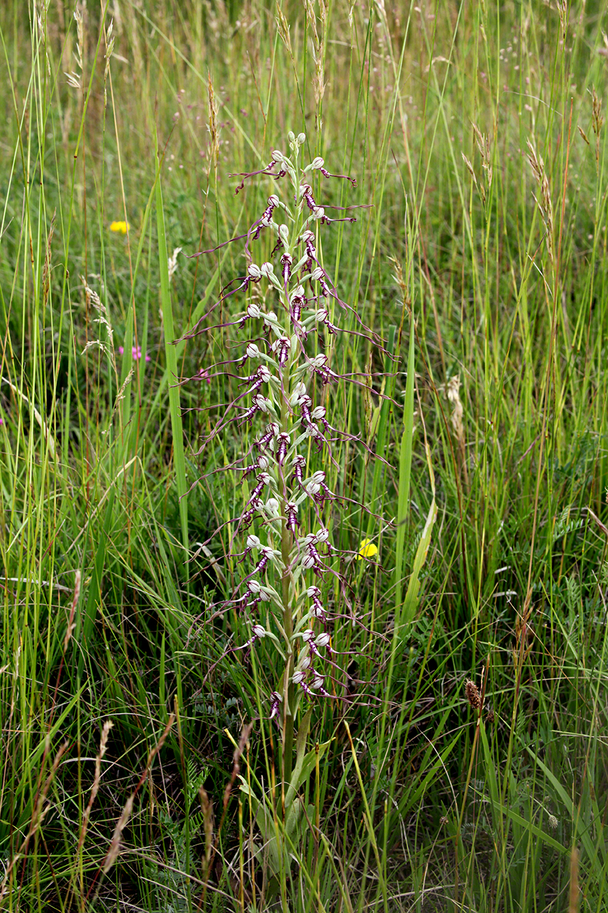 Himantoglossum adriaticum – Adria-Riemenzunge